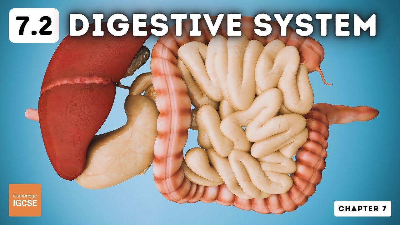 IGCSE Biology - Digestive system (7.2)