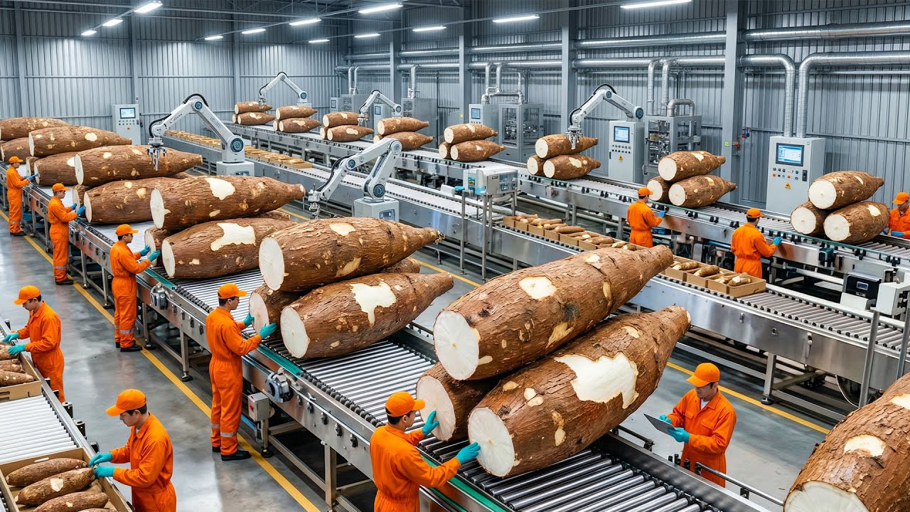 Inside the Giant Cassava Starch Factory – Hypnotic Washing Process Explained (Full Process)