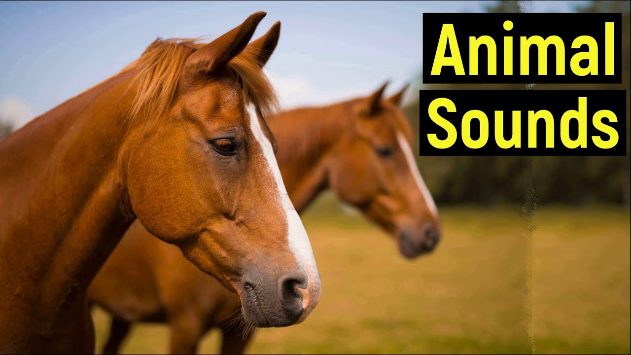 Animal sounds for kids- animal sounds - animal names and sounds