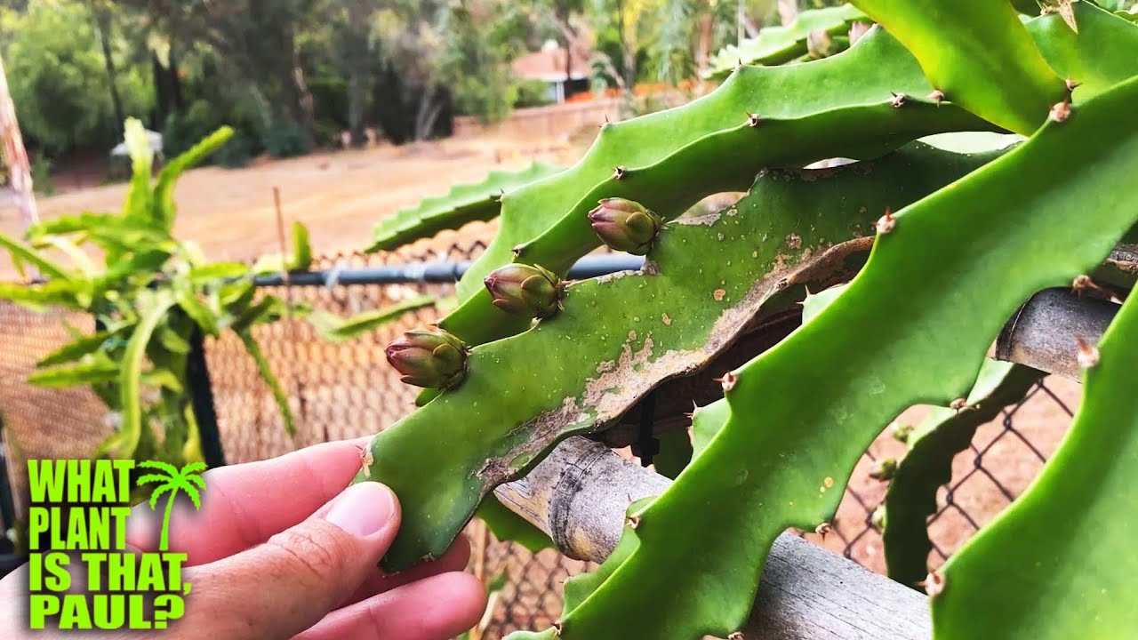 How Much SUN do DRAGON FRUIT need to THRIVE ? / SHADE VS. SUN / Things to Consider