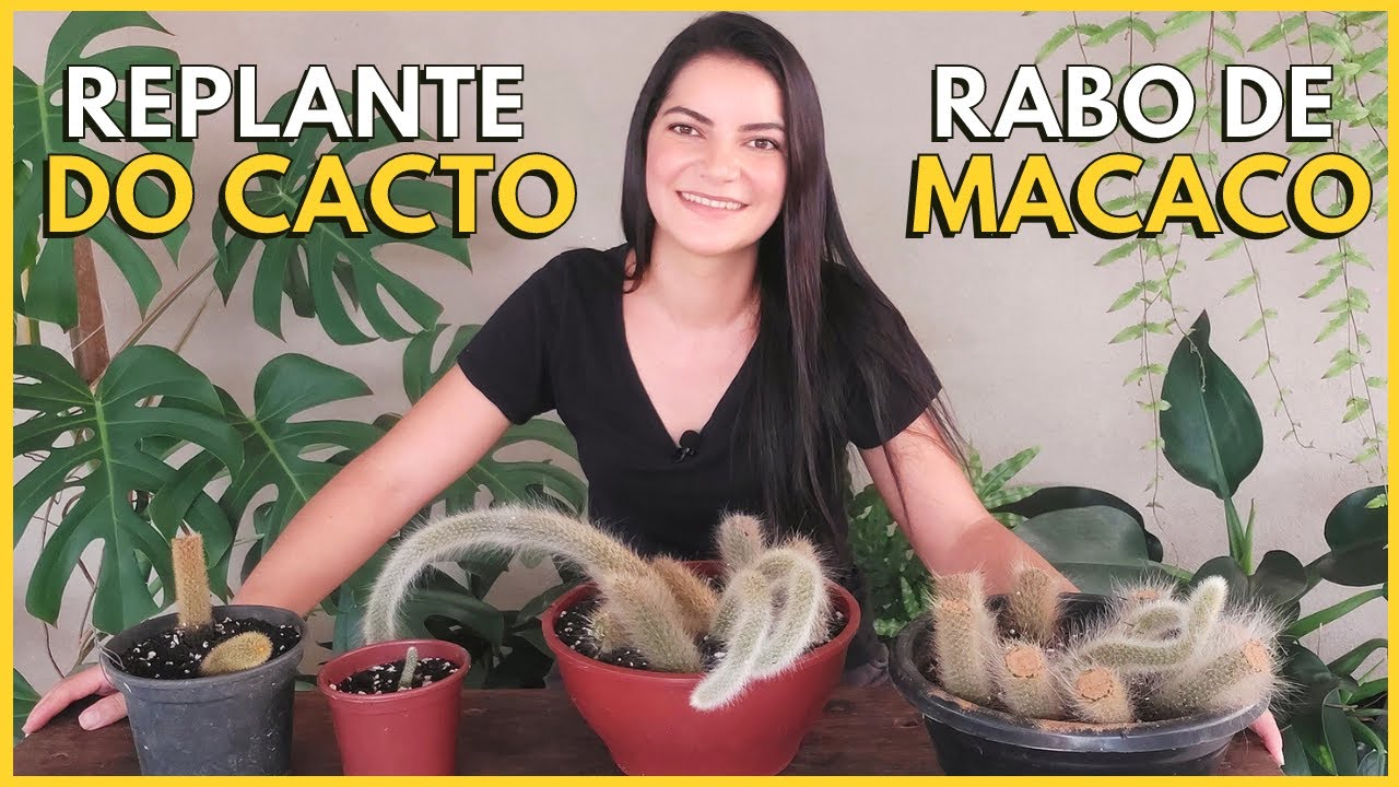 COMO REPLANTAR E MULTIPLICAR O CACTO RABO DE MACACO? ☝️🌸🌵