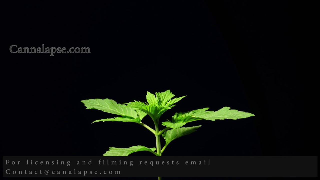 Cannabis uploads JillyBean 2