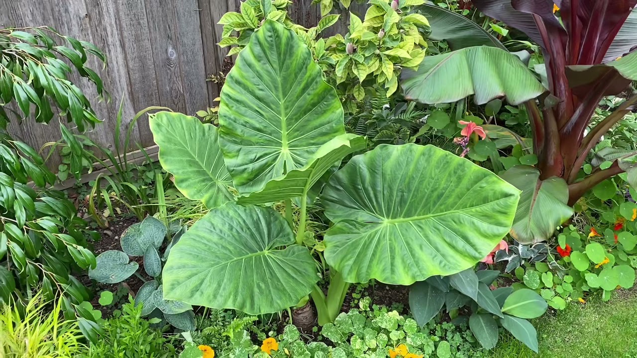 The differences between Alocasia and Colocasia - Elephant Ears