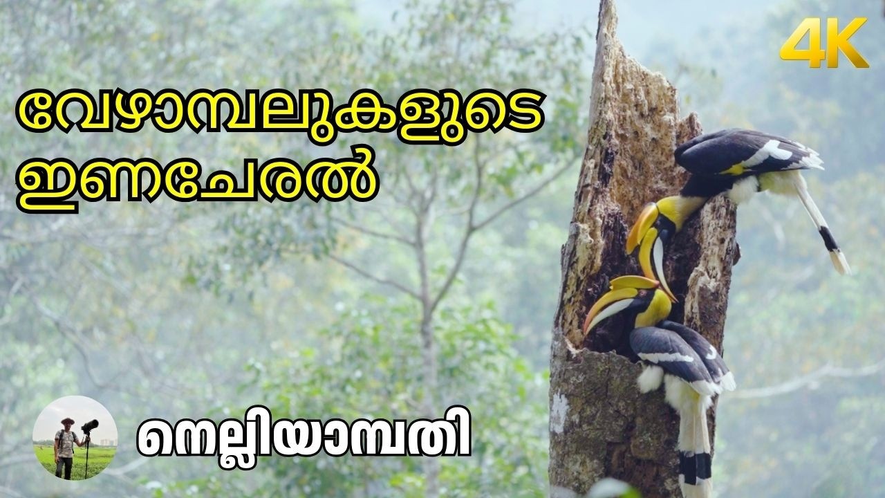 Hornbill Mating !!!  | 4K |  വന്യജീവികളെ  കണ്ടുകൊണ്ട്  ചിലവുകുറവിൽ ഒരു stay