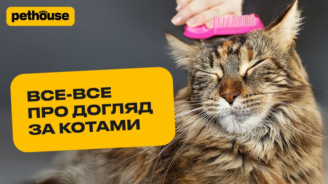 Як доглядати за котиком. Від купання до вичісування