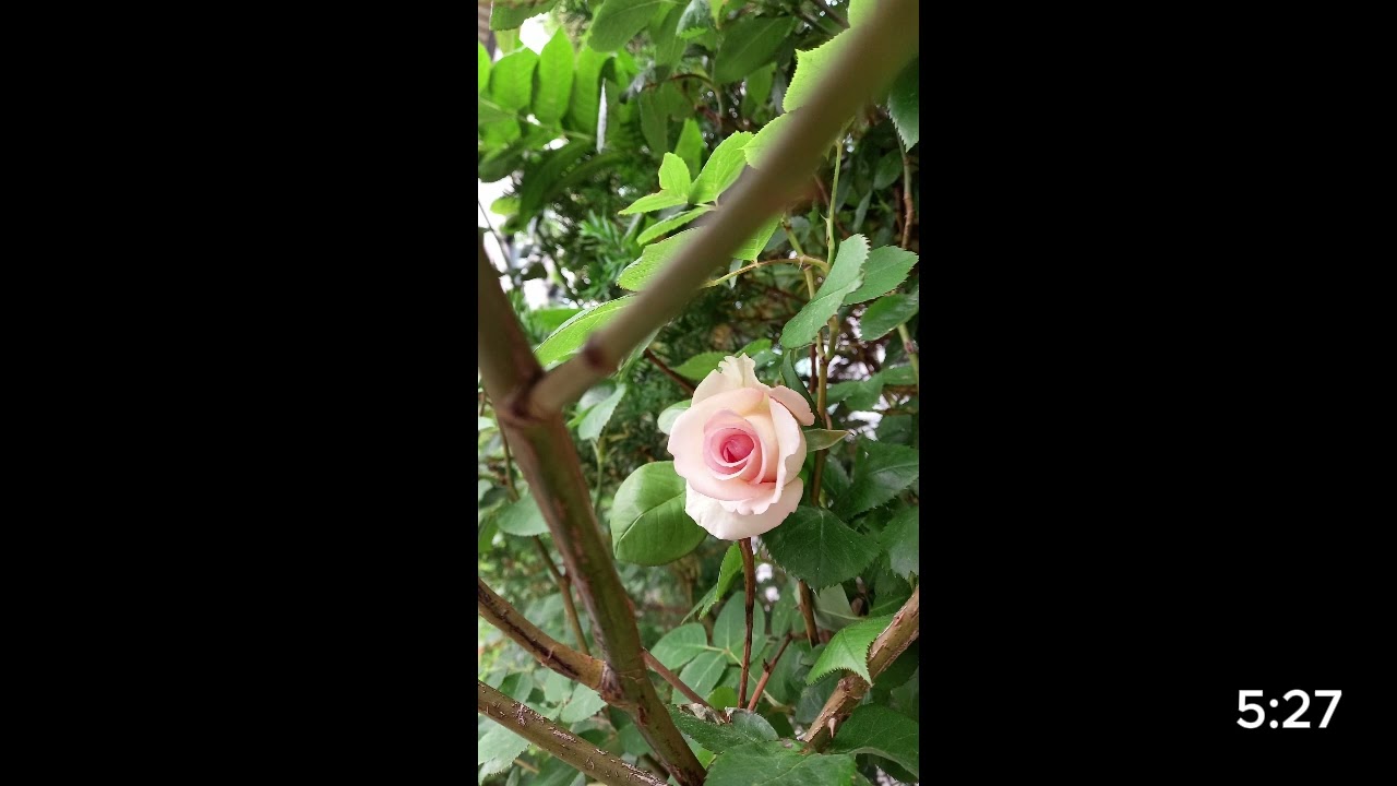 Playlist/장미꽃 노래/a rose song