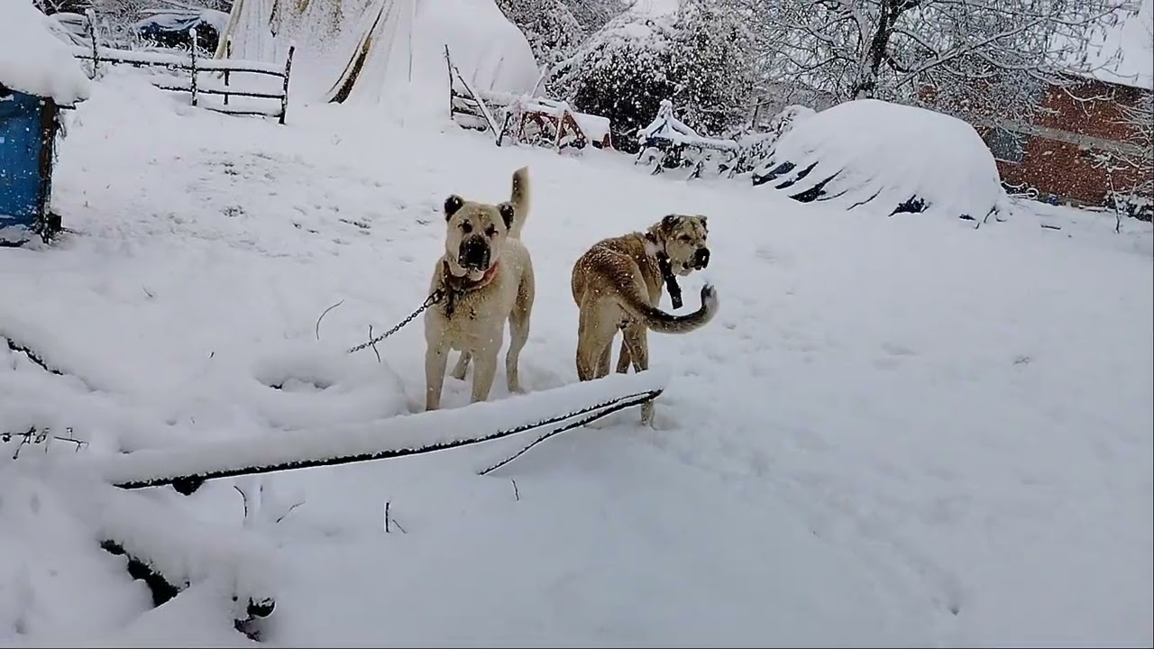 #akca #tokat #erbaa #koyun #kangal #anadoluçobanköpegi #öneçıkar davarın yemını verdık 