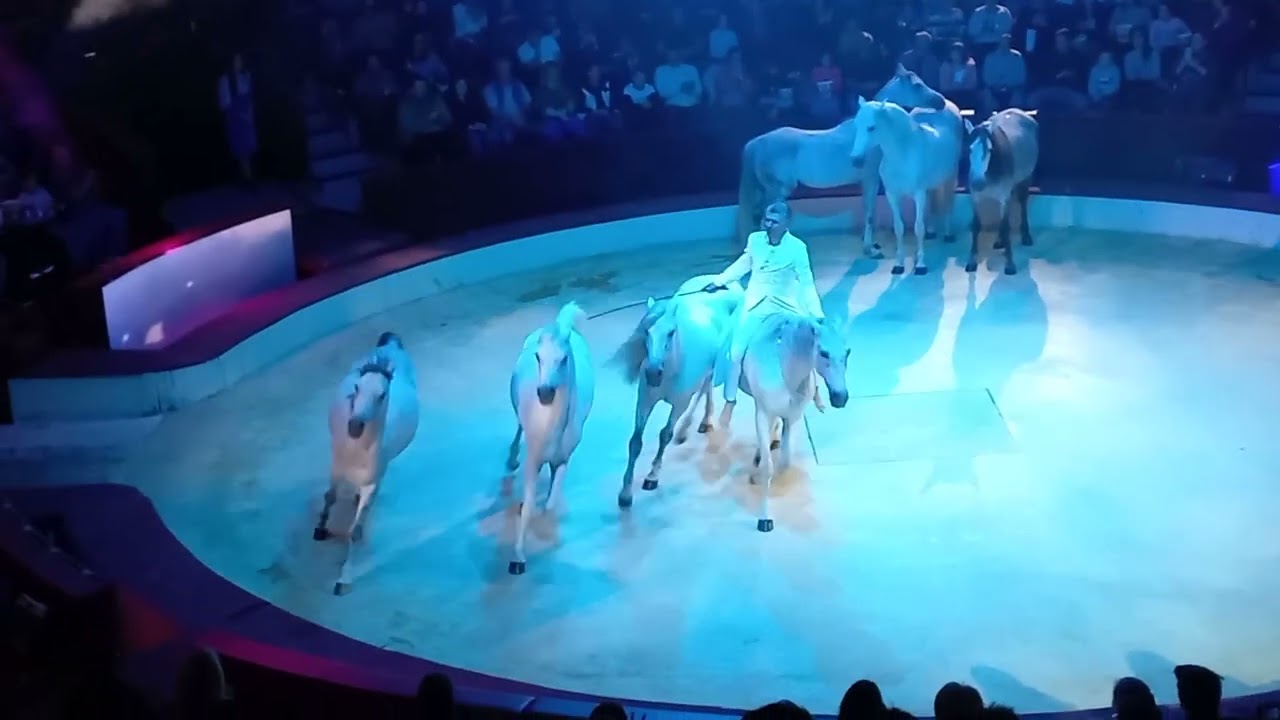 🦄🪄 Alex Giona &ndash; szabadidom&iacute;t&aacute;s / horse act &ndash; free rein training