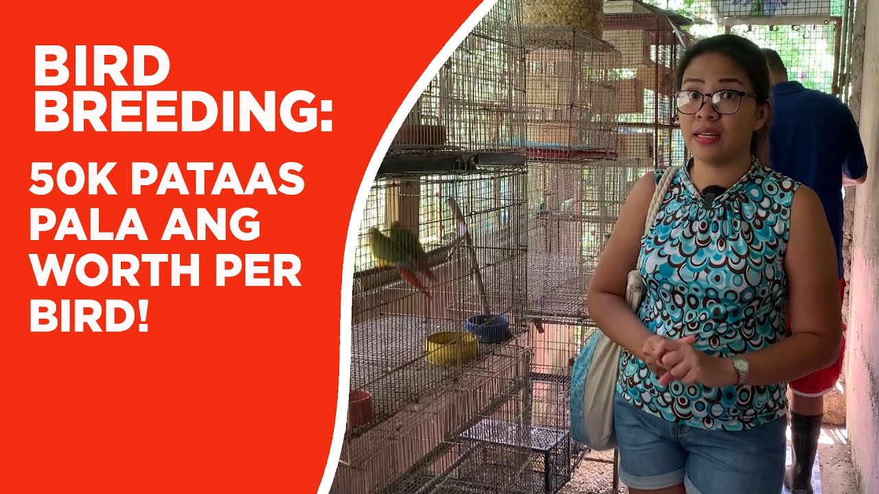 BIRD BREEDING: NAKABILI NG LUPA, SASAKYAN, BAHAY AT NAKAPAG IPON PARA SA FUTURE!