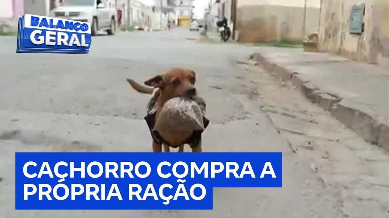 Cachorro viraliza na internet ao comprar e levar a própria ração para comer em casa