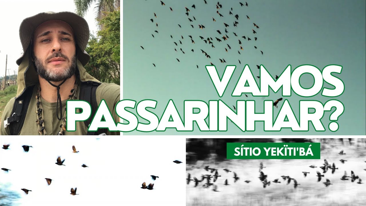 PASSARINHAR -  a beleza de ouvir, sentir e contemplar a natureza