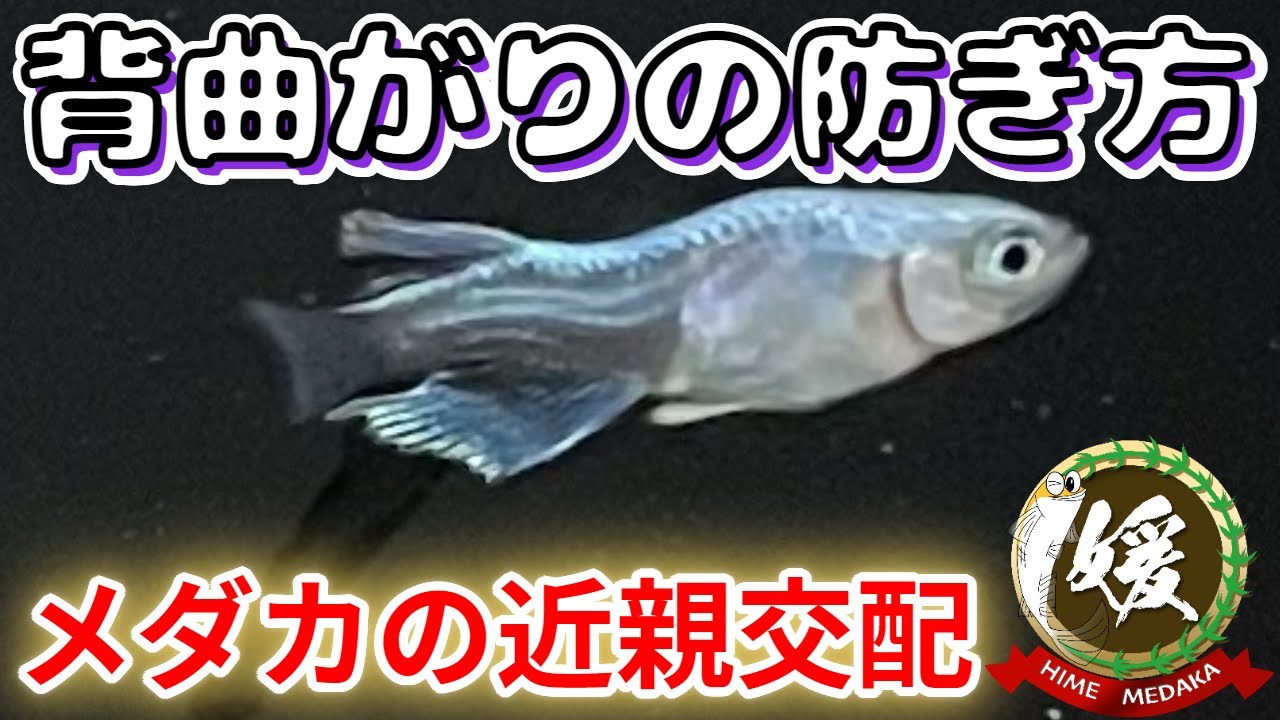 メダカの近親交配の影響と対策～背曲がりのwy遺伝子～【媛めだか/遺伝学】