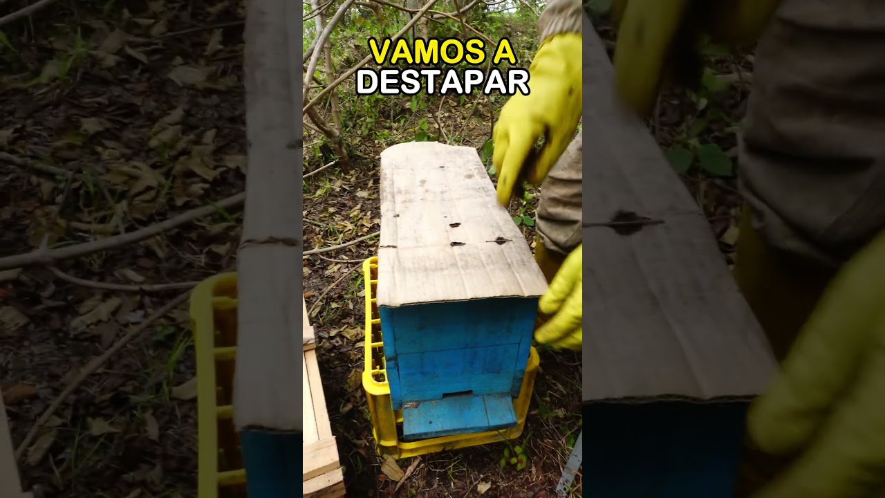 Secretos para Atraer Enjambres 🐝🧲 #bees #beekeeping #honey