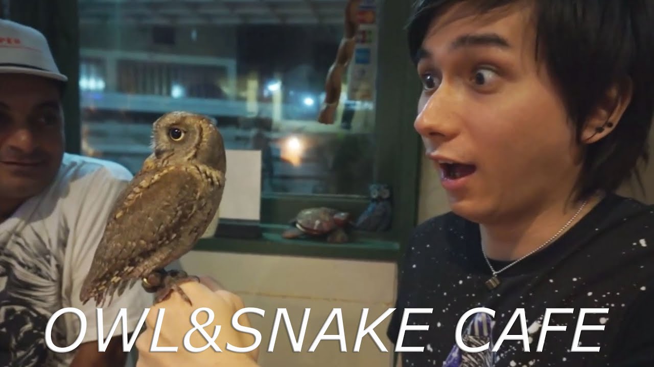 Bacouple VS Owl and Snake Cafe! バカップルVSフクロウと蛇カフェ