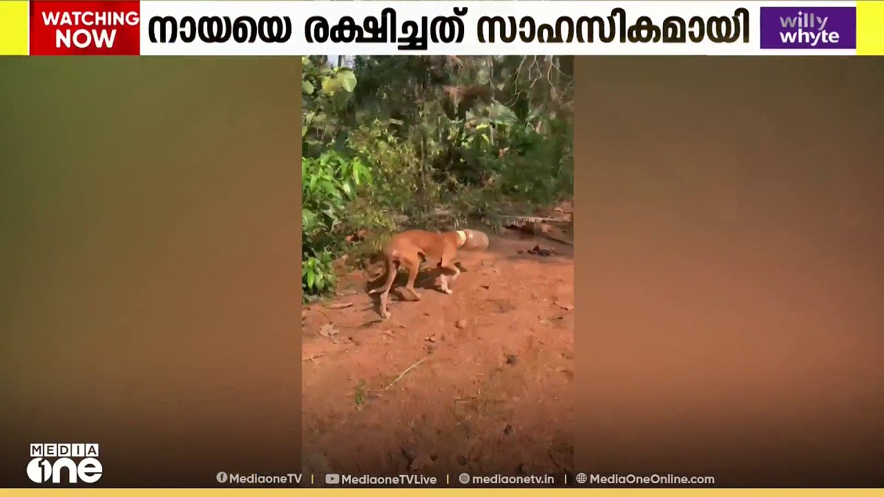 തലയിൽ പാത്രം കുടുങ്ങി മൂന്നാഴ്ച ദുരിത ജീവിതം; നായയെ സാഹസികമായി രക്ഷപെടുത്തി യുവാക്കൾ