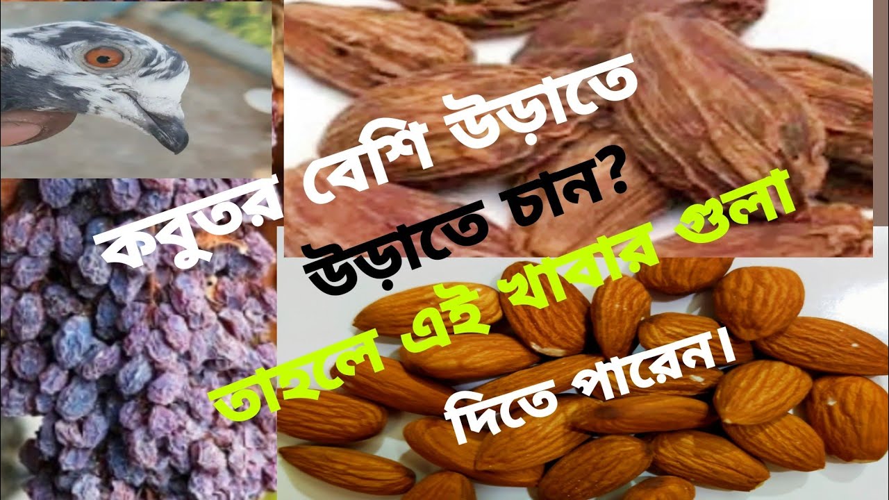 কবুতর বেশি উড়াতে চান?বাদাম,এলাচ,মুনাক্কা দিয়ে কবুতরের খোরাক কিভাবে তৈরি করবেন জানুন?
