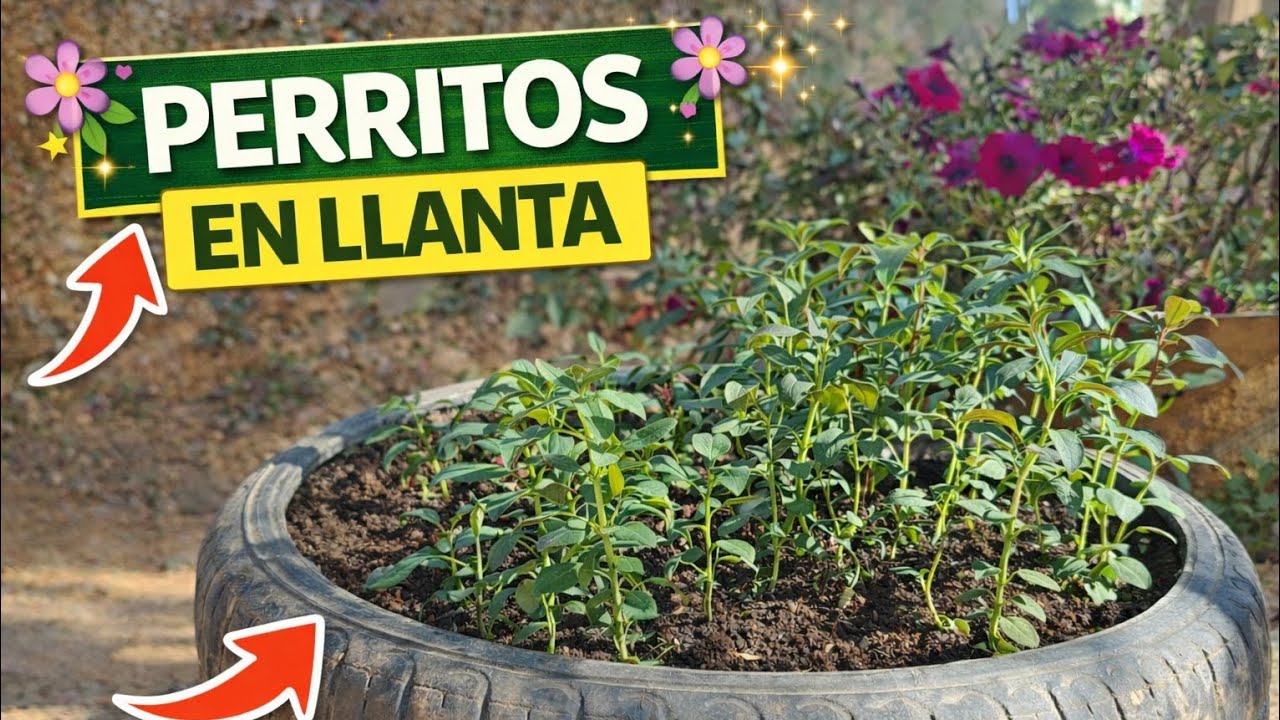 Perritos en llanta ♻️ | Trasplante de boca de dragón
