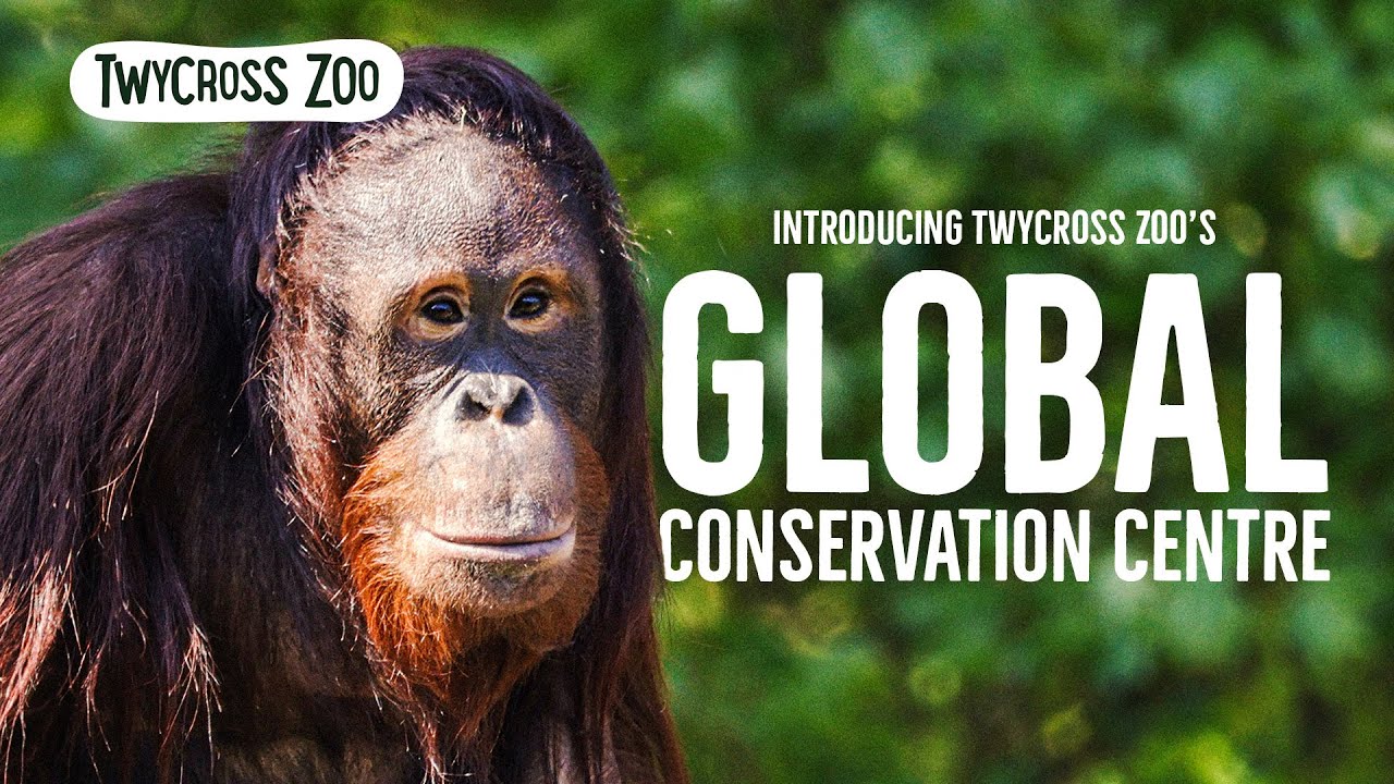 The Global Conservation Centre 🌍🦧 Opening 2026 at Twycross Zoo