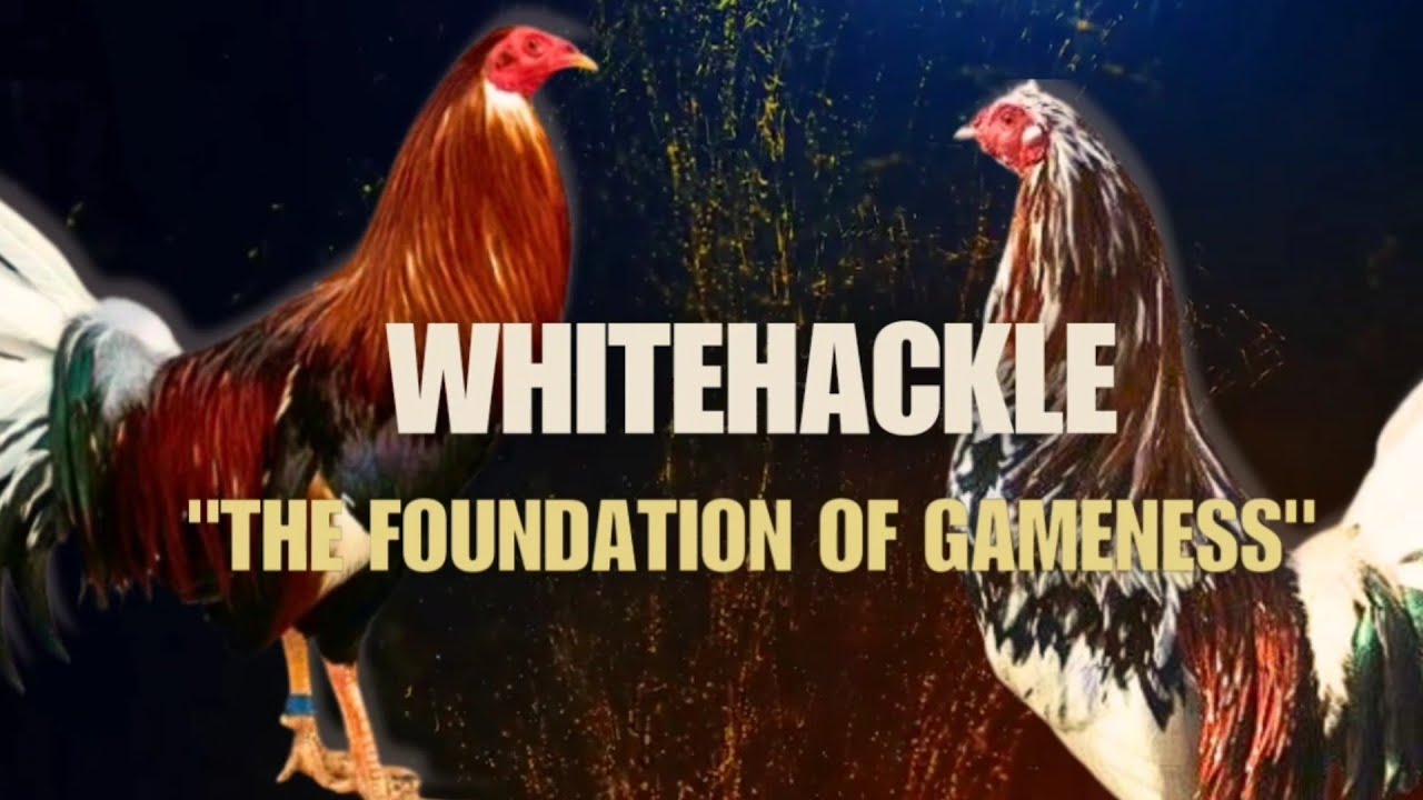 WHITEHACKLE GAMEFOWL BLOODLINE, Fighting Style and History