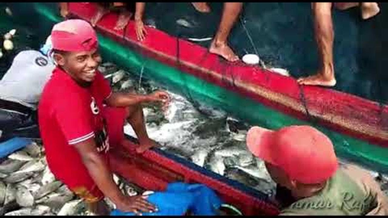 Labuh pukat dapat 3 ton ikanHD 2019