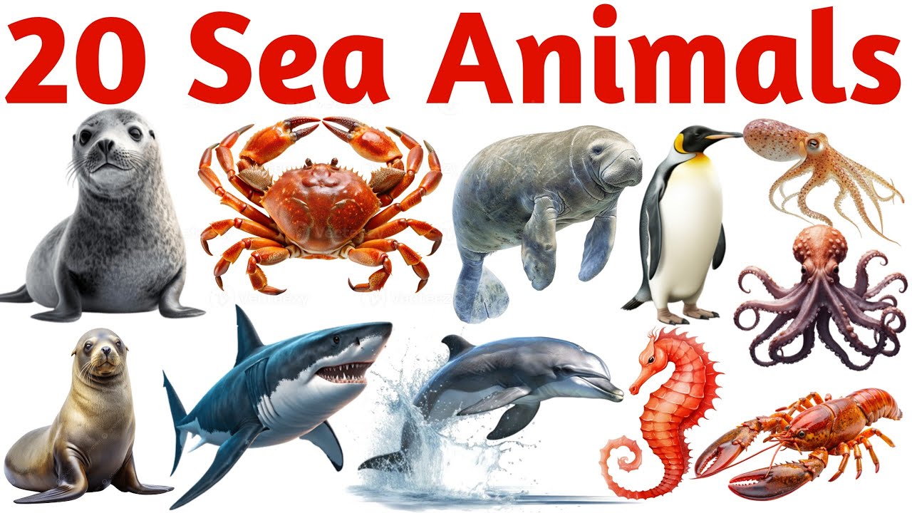 20 समुद्री जानवरों के नाम | Sea Animals Names for Kids | Ocean Creatures Learning Video in English
