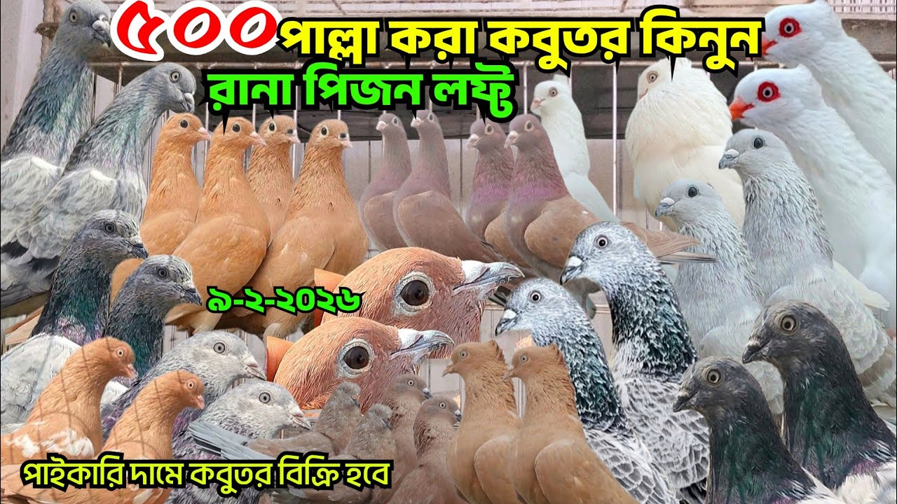 মাত্র ৫০০ টাকা পাল্লা করা কবুতর কিনুন। পাংখি কবুতর। বেজি কবুতর,মাকরা চিলা কবুতর। গিরিবাজ কবুতর, রানা