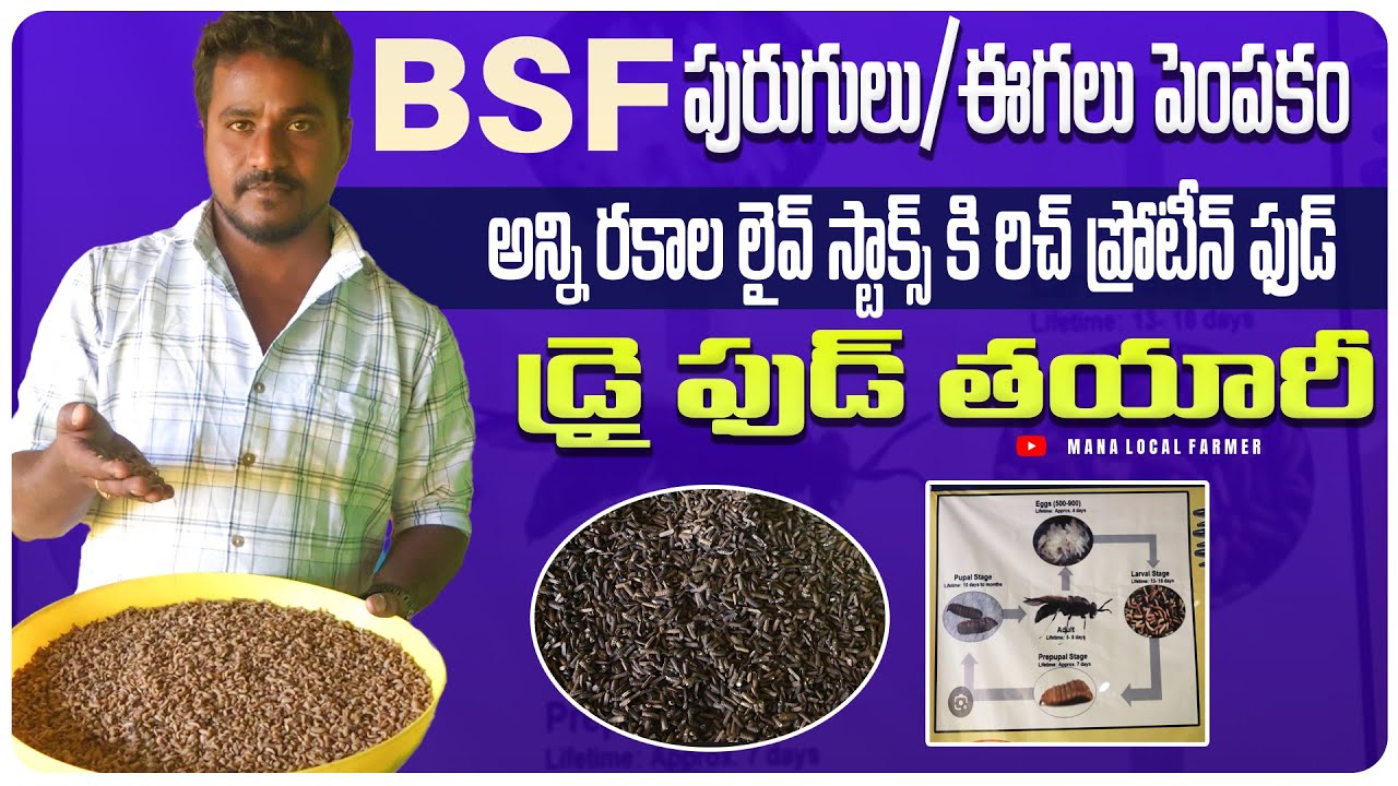 Dry Bsf Rich Protien food for live stocks | బ్లాక్ సోల్జ‌ర్ ఫ్లై ఈగ‌ల పెంగ‌కం #Bsffarmingtelugu