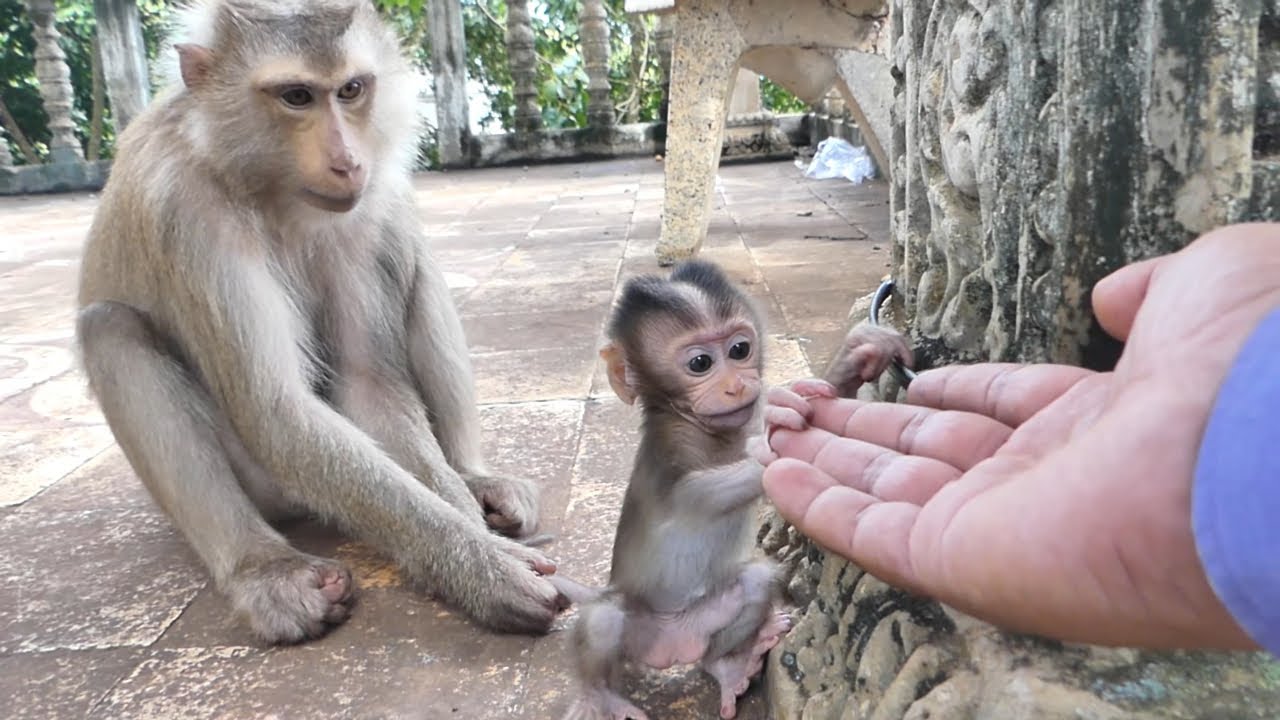 So cute baby Monkey Susi