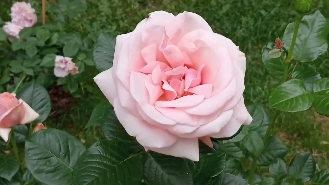 Róże wczesnego lata 🌹🌸