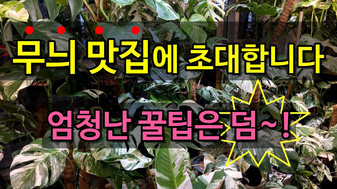 희귀 관엽 식물 고수의 식물 키우는 방법 / 몬스테라, 필로덴드론, 베고니아, 희귀식물