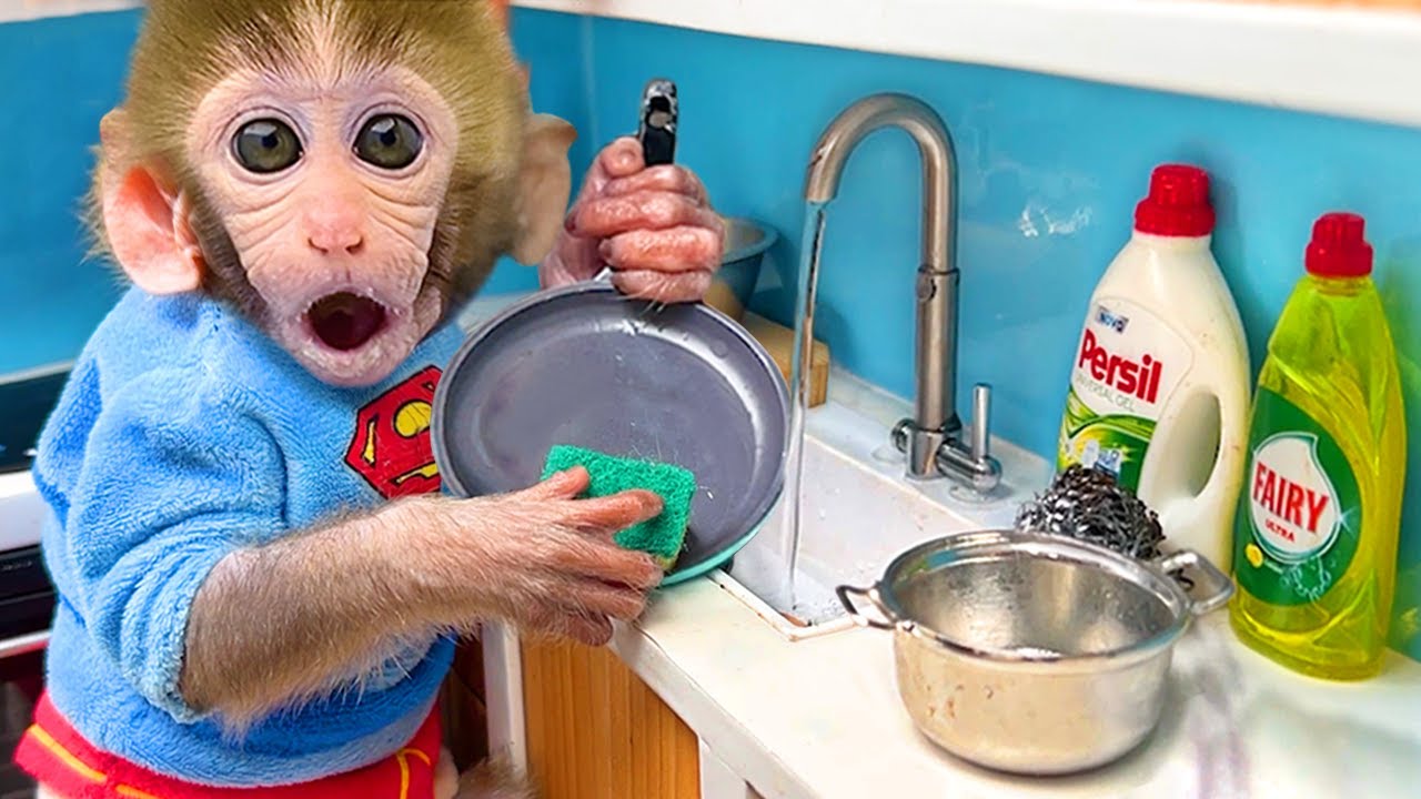 Monyet Bon Bon Imut makan camilan raksasa dan berenang di bak mandi permen