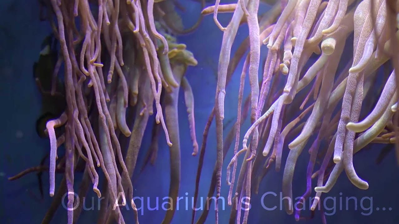 Our Aquarium is Changing...World Museum | National Museums Liverpool