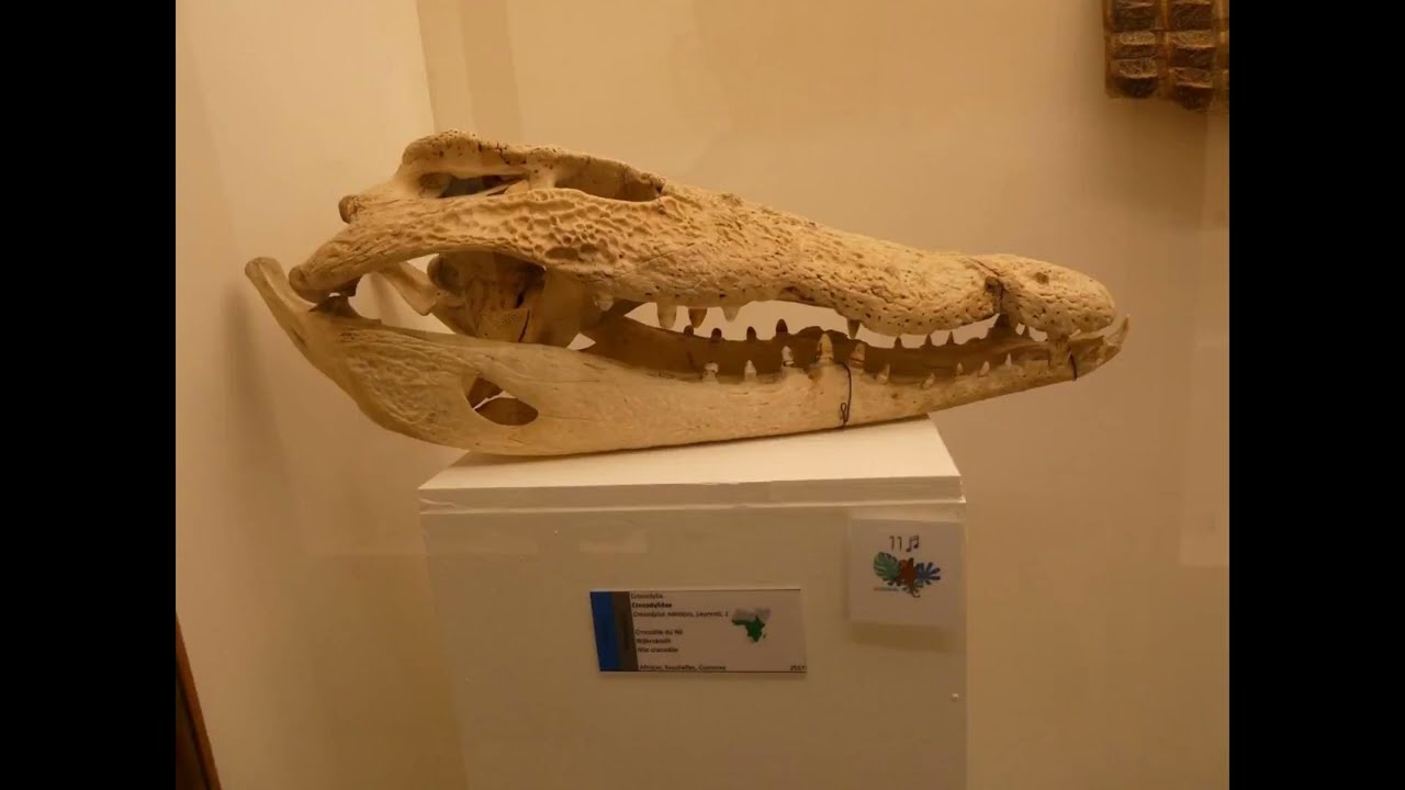 Voyage au cœur du vivant : Musée de Zoologie de l'ULB 🦁 #bruxelles