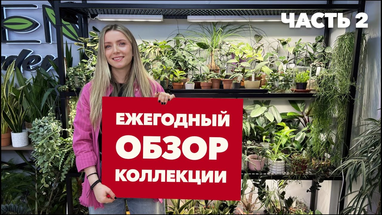 Обзор коллекции комнатных растений (2 часть) » Январь 2026