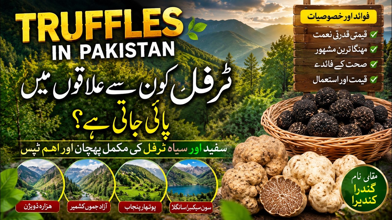 لوگ  ٹروفل نکال کر  کروڑ پتی بن گئے۔ علاقوں کے نام ؟ کیا آپکا شہر بھی شامل ہے ؟