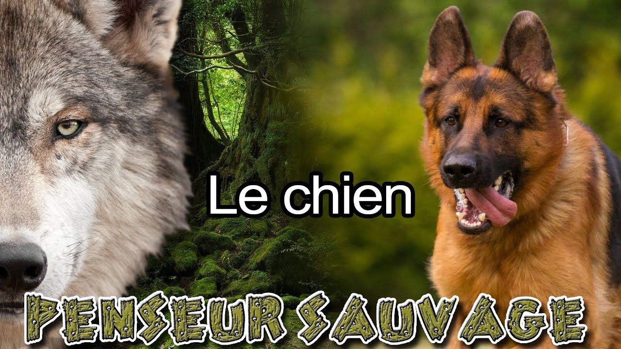 Entre chien et loup | Le chien - Animaux CH.2 EP.13