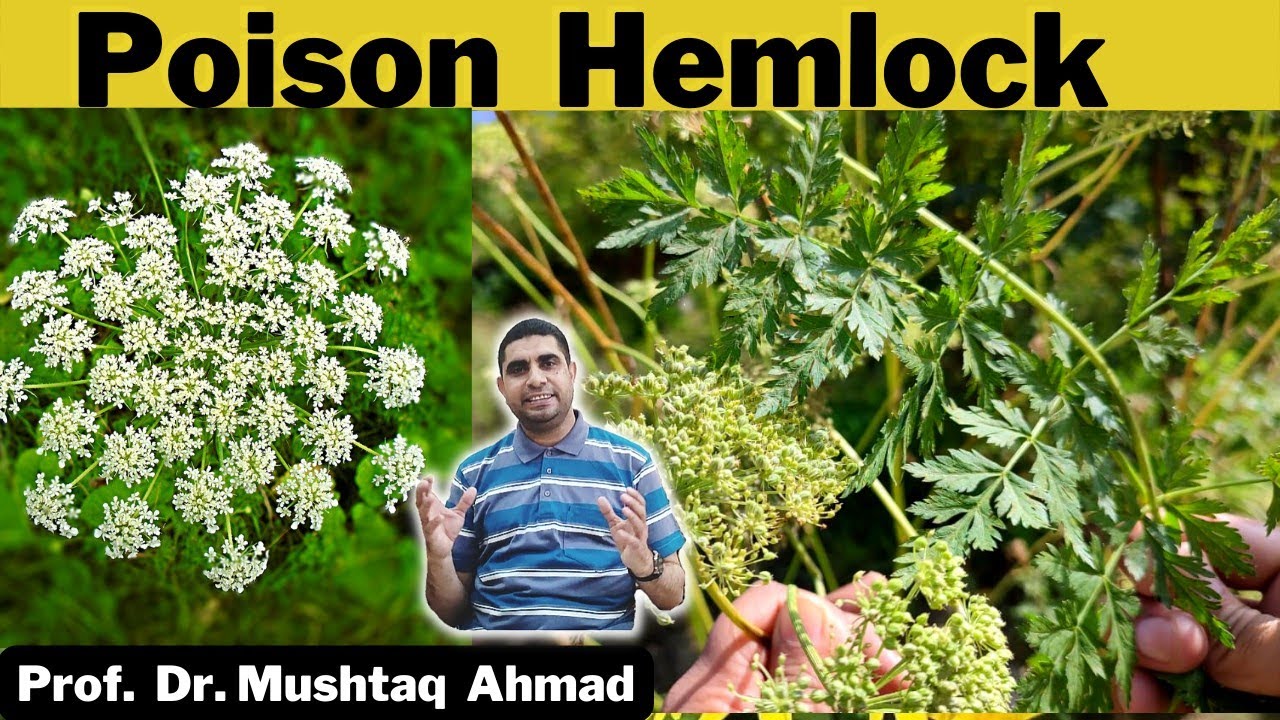 Conium maculatum | Poison Hemlock | Diagnostic features of family Umbelliferae | Info Biodiversity