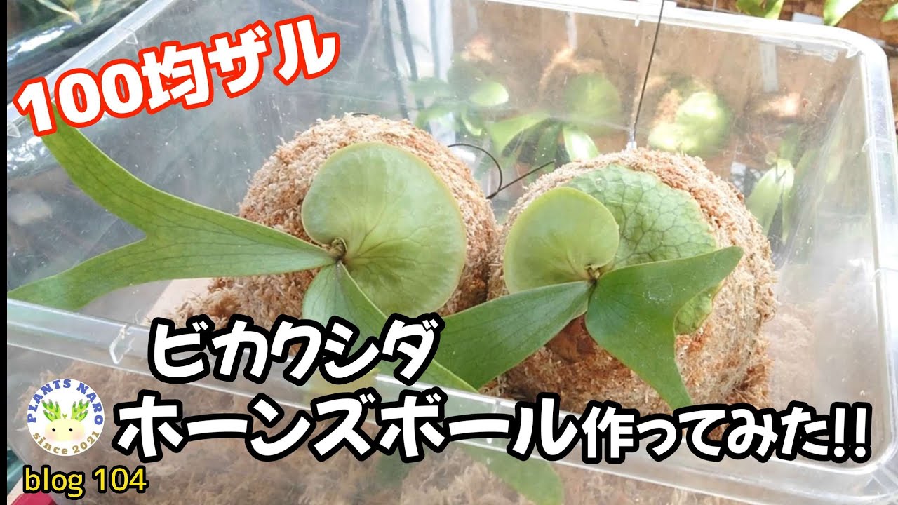 【ビカクシダとYouTubeな生活】はじめてのボール仕立てに挑戦🌱