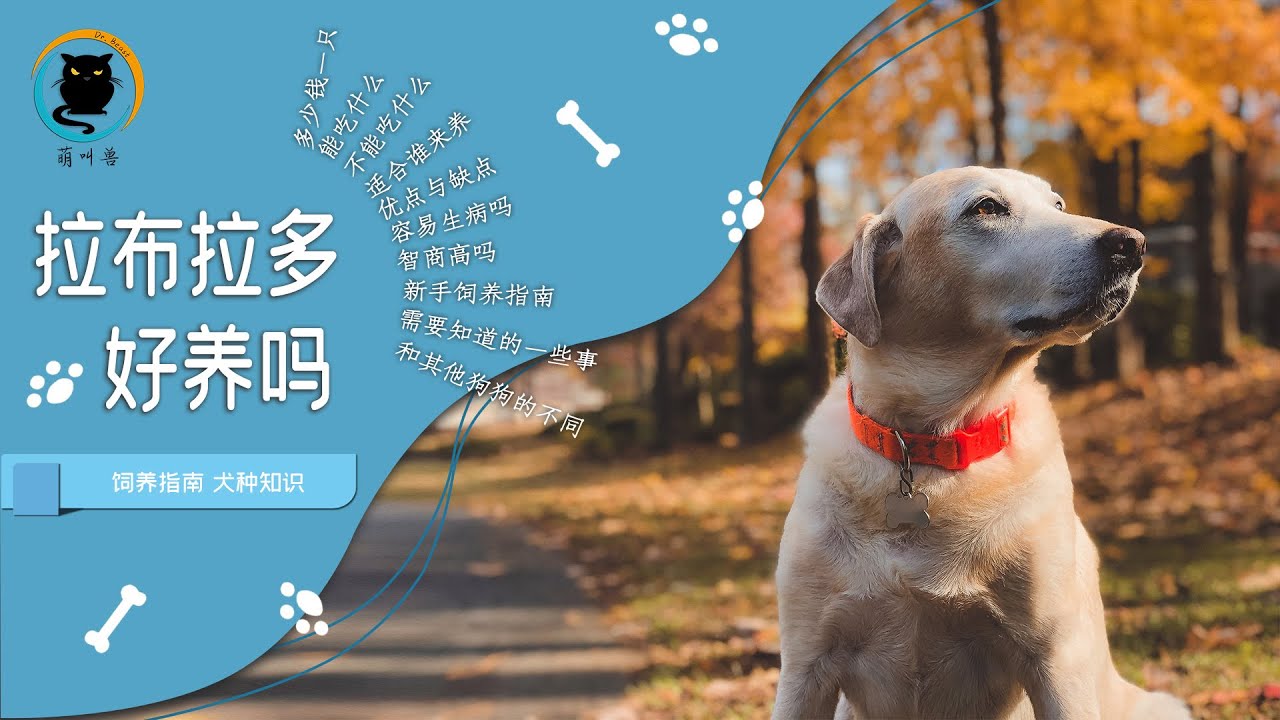 拉布拉多好养吗 拉布拉多的优点和缺点 拉布拉多饲养指南