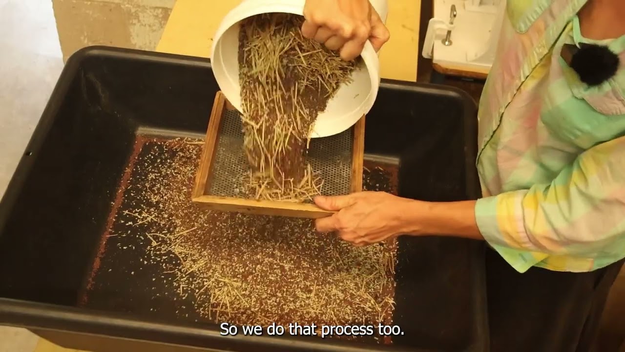 See how dry seeds in pods are cleaned with simple hand winnowing equipment.