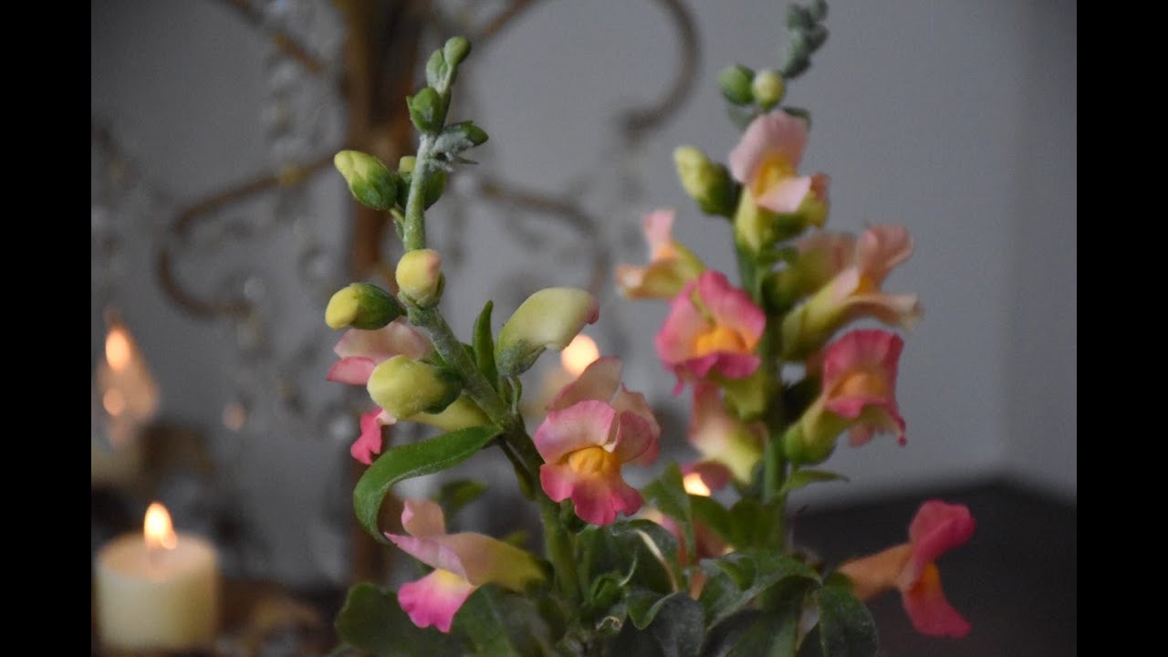 Snapdragon video tutorial, How to make a beautiful snapdragon without cutter and veiner (part one)