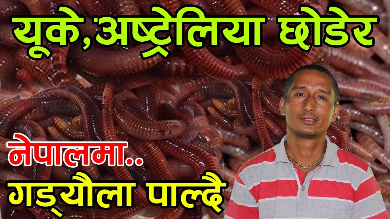 कम्प्युटर इन्जिनियरको गड्यौला मल यूकेमा महिनाको ५ लाख तलब छाडेर गड्यौला पाल्दा पागल भने│Nepal Chitra