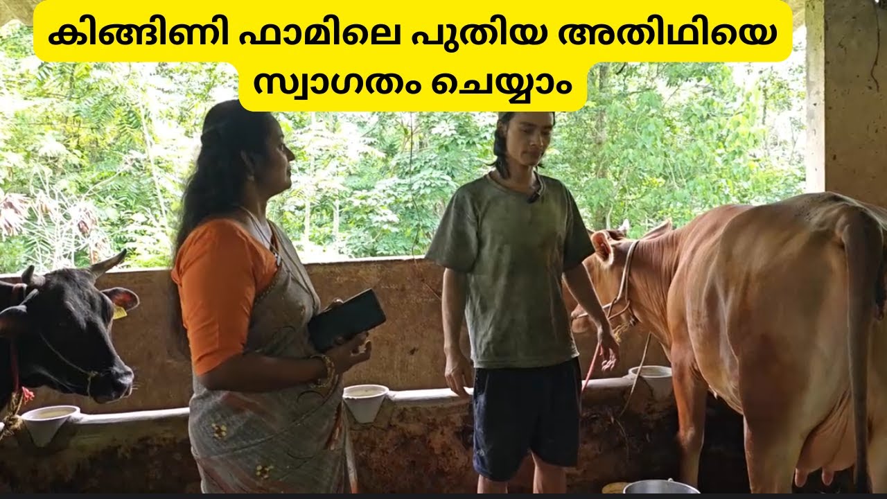 കിങ്ങിണി ഫാമിലെ പുതിയ അതിഥിയെ സ്വാഗതം ചെയ്യാം