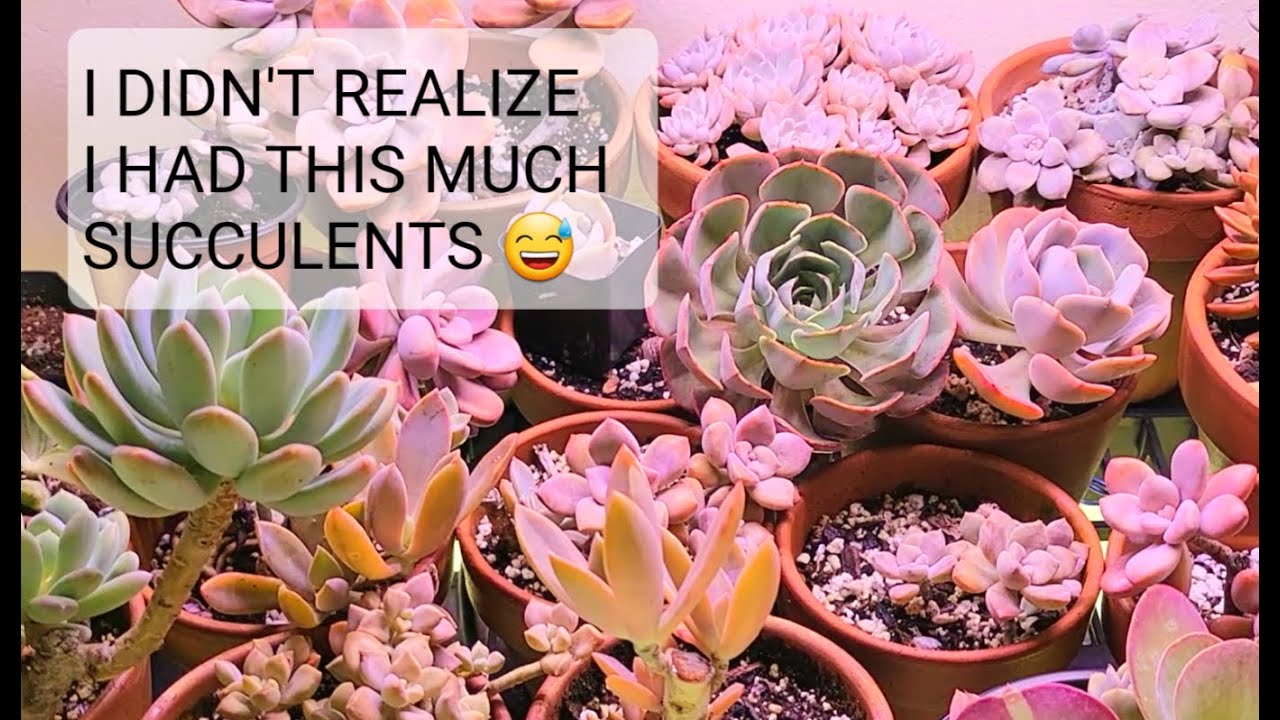#88 SUCCULENTS ECHEVERIAS, CRASSULA, GRAPTOPETALUM AND SEDUM INDOORS AGAIN. PLUS GROWLIGHT SETUP