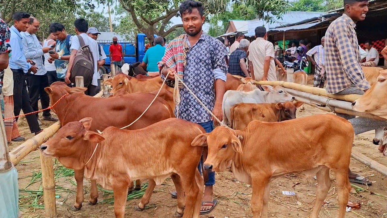 ২৪ জানুয়ারি 2026| সবচেয়ে ছোট্ট ছোট্ট ষাঁড় ও বকনা বাছুর গরুর দাম | আমবাড়ী হাট | থেকে দিনাজপুর 