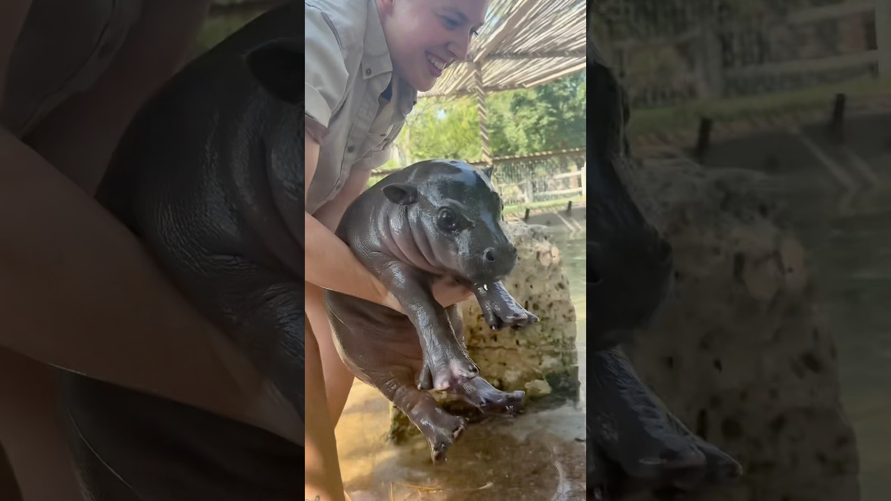 Robert Irwin&rsquo;s got nothin&rsquo; on Keeper Sierra&hellip; #hippo #babyhippo #mars #kansas