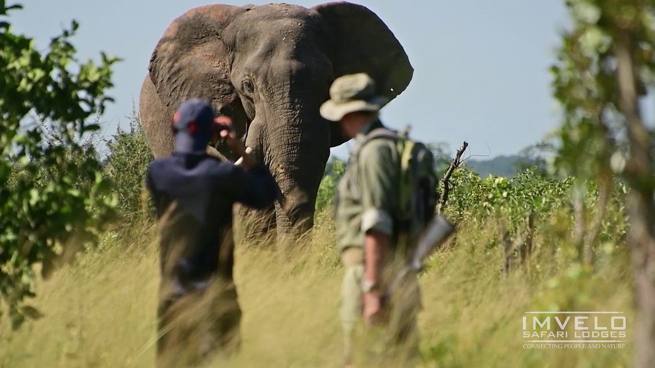 Imvelo Safari Lodges - Green Season Safari at its best!