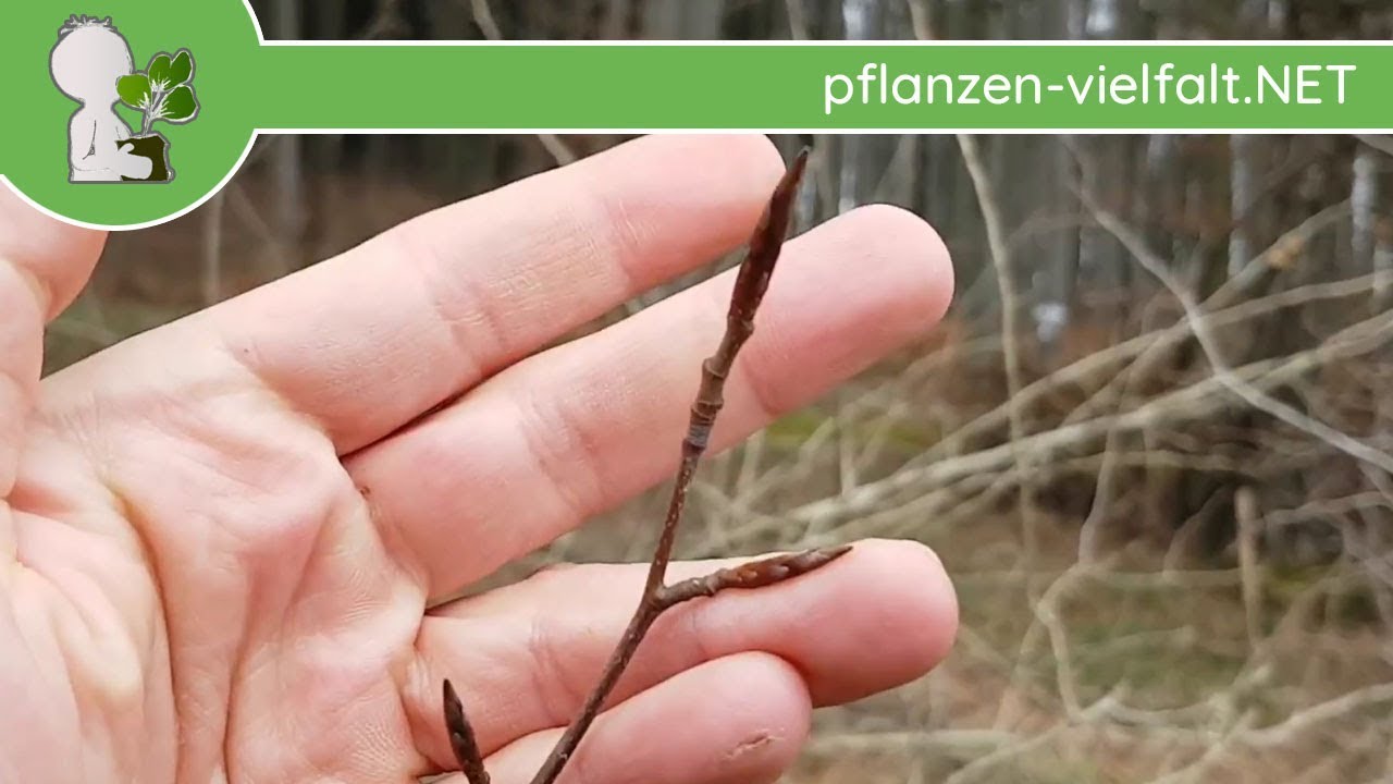 Rotbuche - Knospen - 11.03.18 (Fagus sylvatica) - Baum-/Strauch-Bestimmung