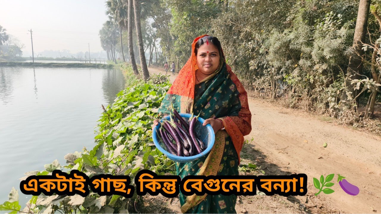 এক বেগুন গাছে এত বেগুন! 😲 দেখে আমি সত্যিই অবাক | Daily vlog 