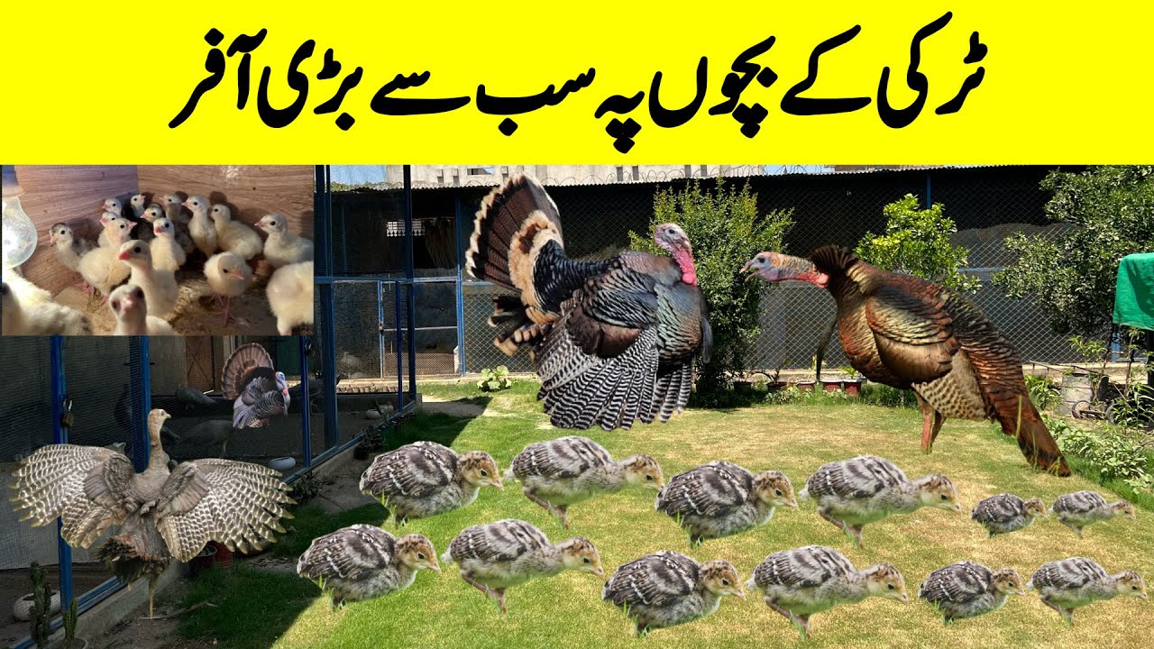 Biggest Offer On Turkey Chicks | Ground Birds Farm | Pakistan Biggest Offer on Turkey Chicks